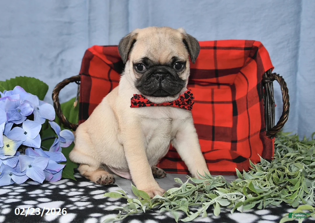 Pug dogs for sale: Calvin - Ad 4
