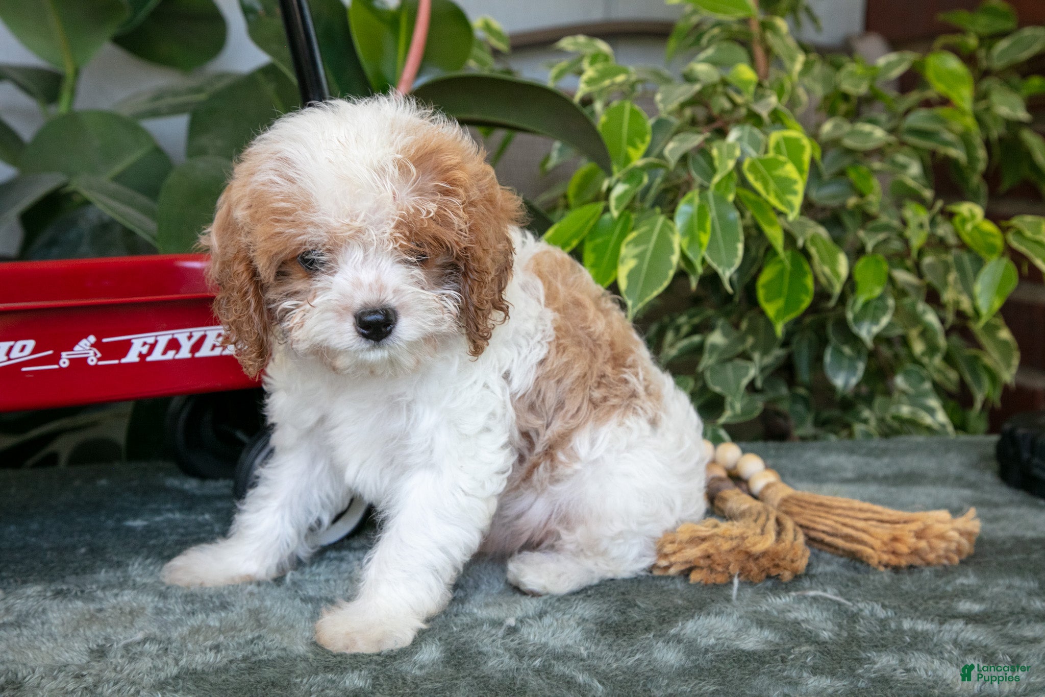 Cavapoo dogs Frisky - Ad 1