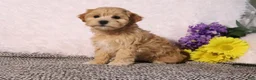 Maltipoo dogs for sale: Lilly - Ad 3