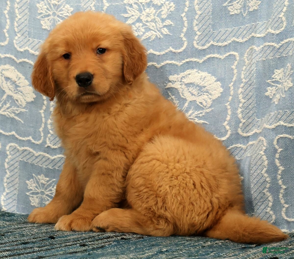 Golden Retriever dogs Jane - Ad 2