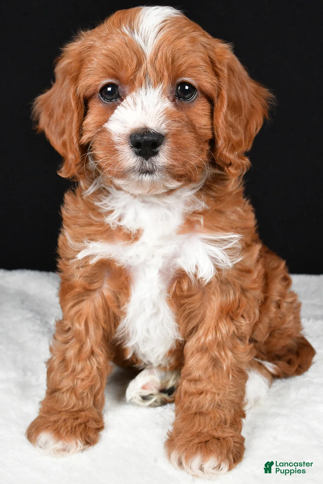 Cavapoo dogs for sale: Kim - Ad 4