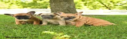 French Bulldog dogs for sale: Martha - Ad 5