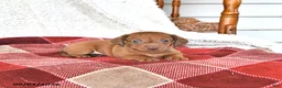 Miniature Dachshund dogs for sale: Liam - Ad 4