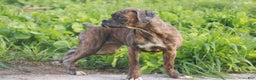 Boxer dogs for sale: Oakley - Ad 4