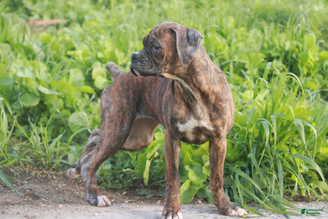 Boxer dogs for sale: Oakley - Ad 4