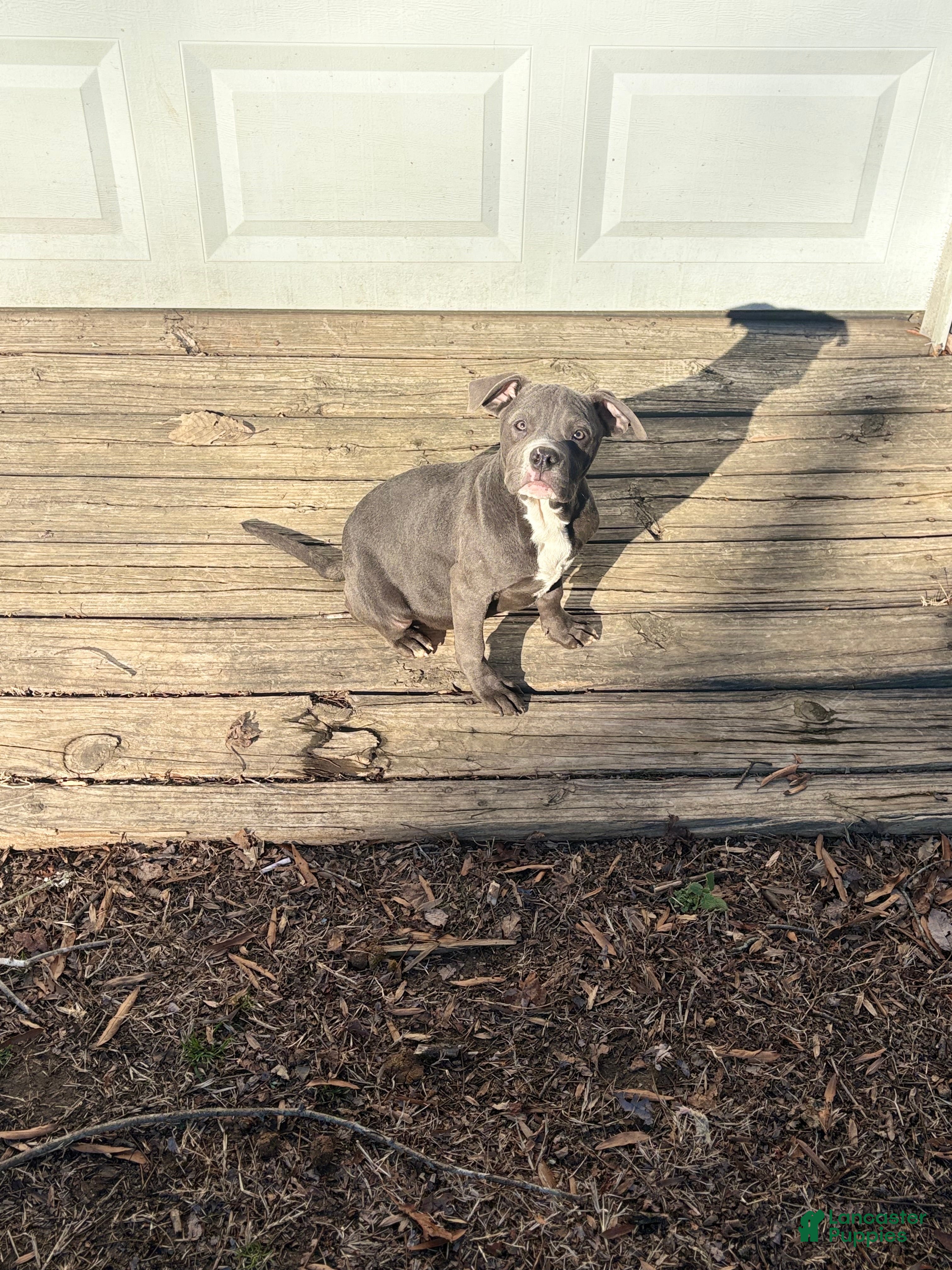 Mixed Breed dogs Bleu - Ad 1