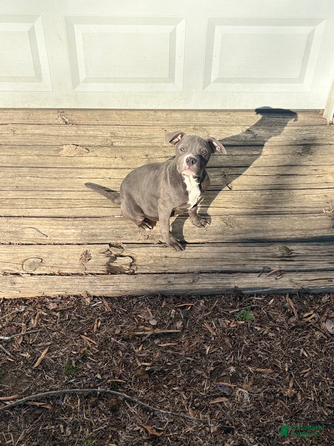 Mixed Breed dogs for sale: Bleu - Ad 1