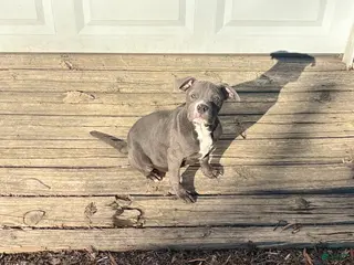 Mixed Breed dogs for sale: Bleu - Ad 2