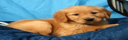 Golden Retriever dogs for sale: Tipper - Ad 7