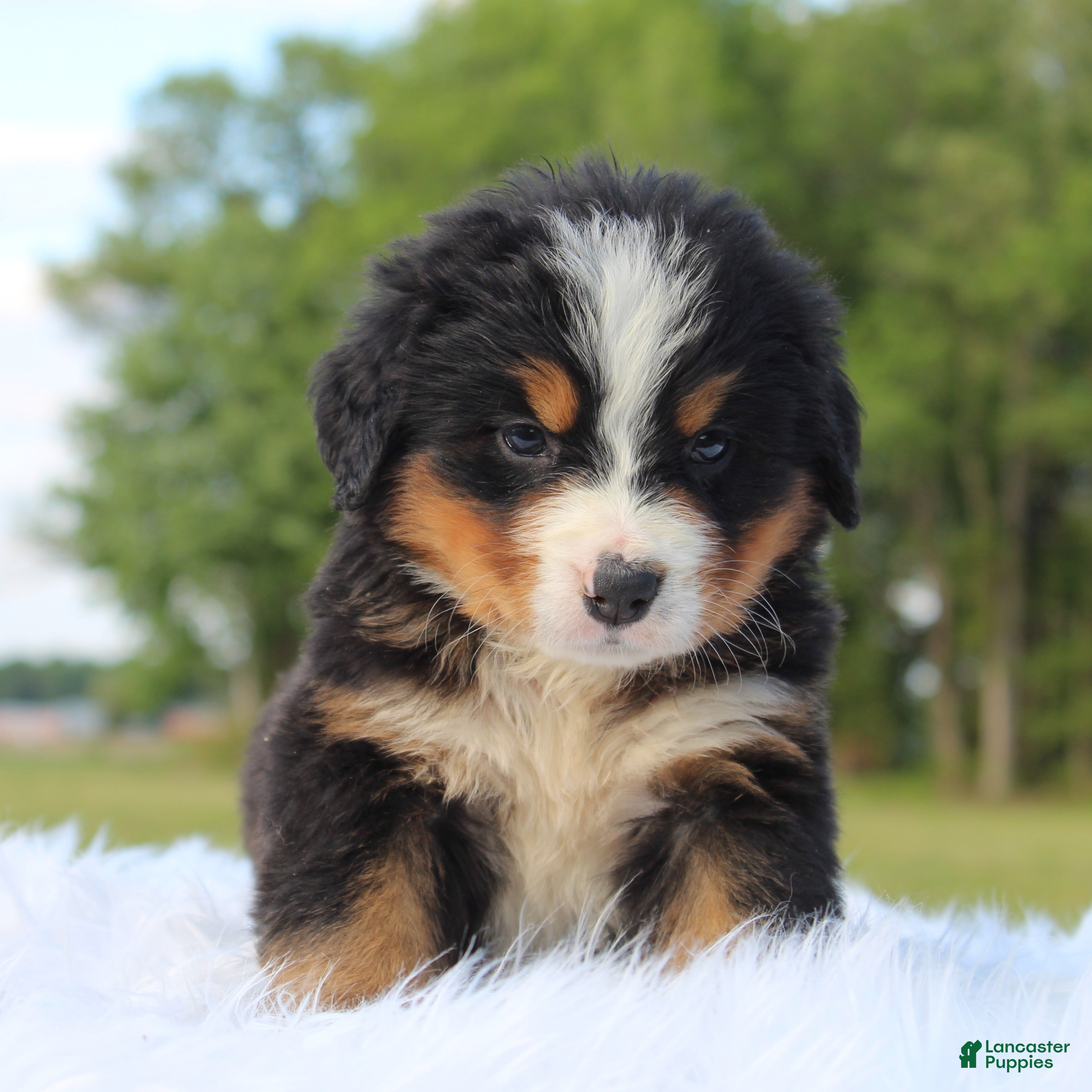 Bernese Mountain Dog dogs for sale: Clara - Ad 1