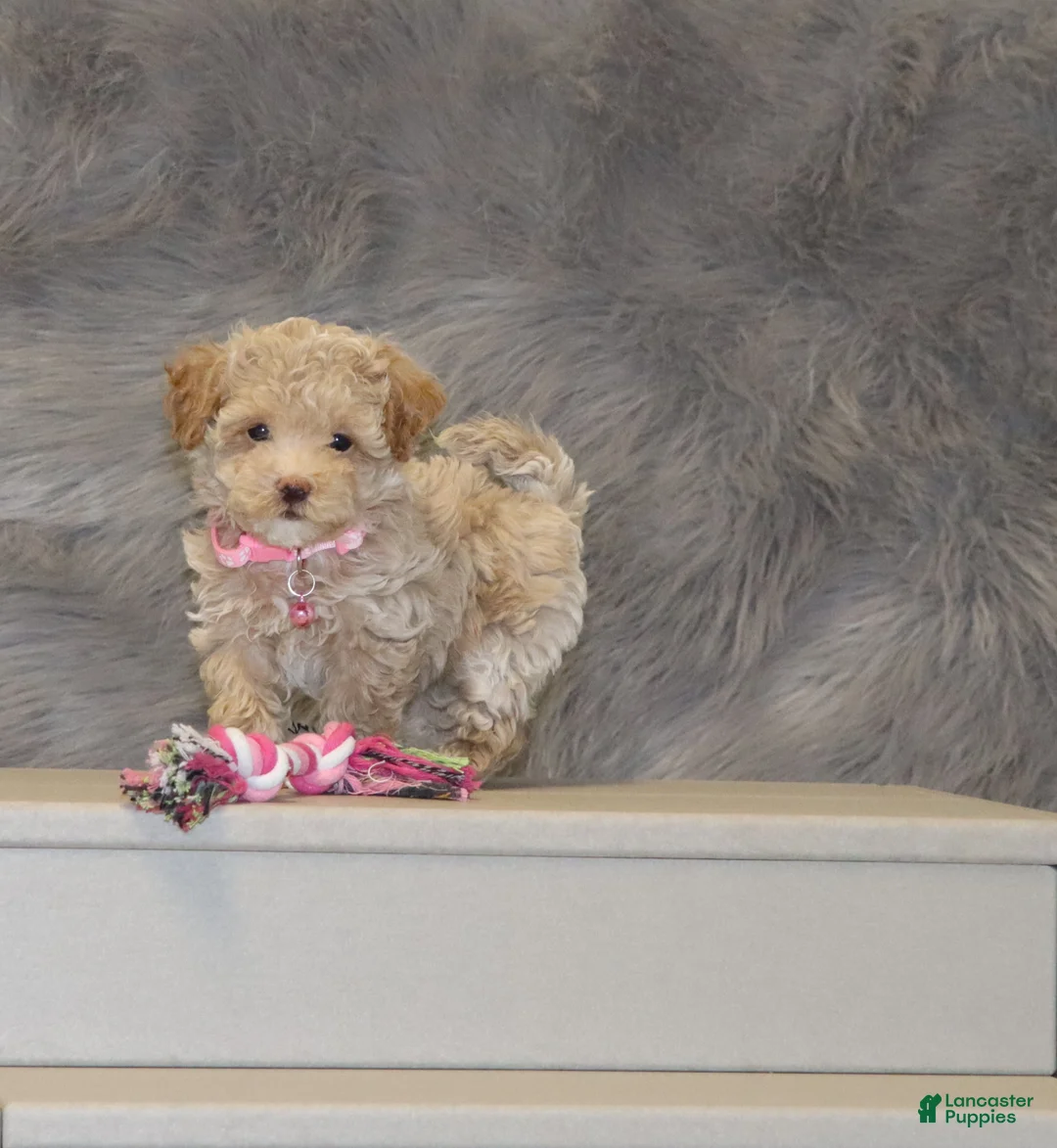 Havapoo dogs for sale: Apple Toy Size👨‍👨‍👦‍👦💞🐕 - Ad 3