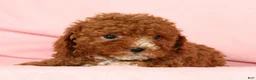 Cavapoo dogs for sale: Harper - Ad 9