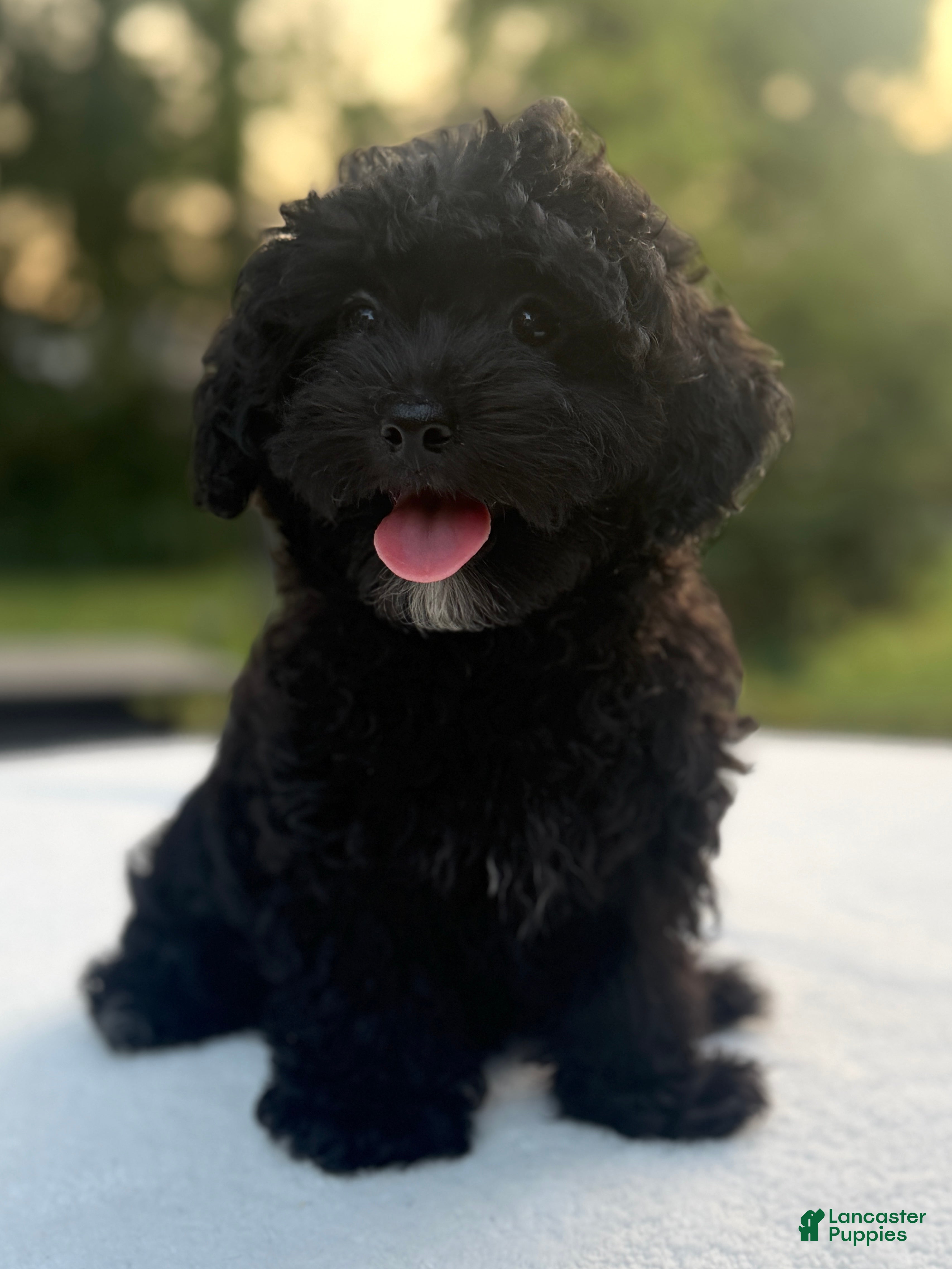 Mixed Breed dogs Homer - Ad 1