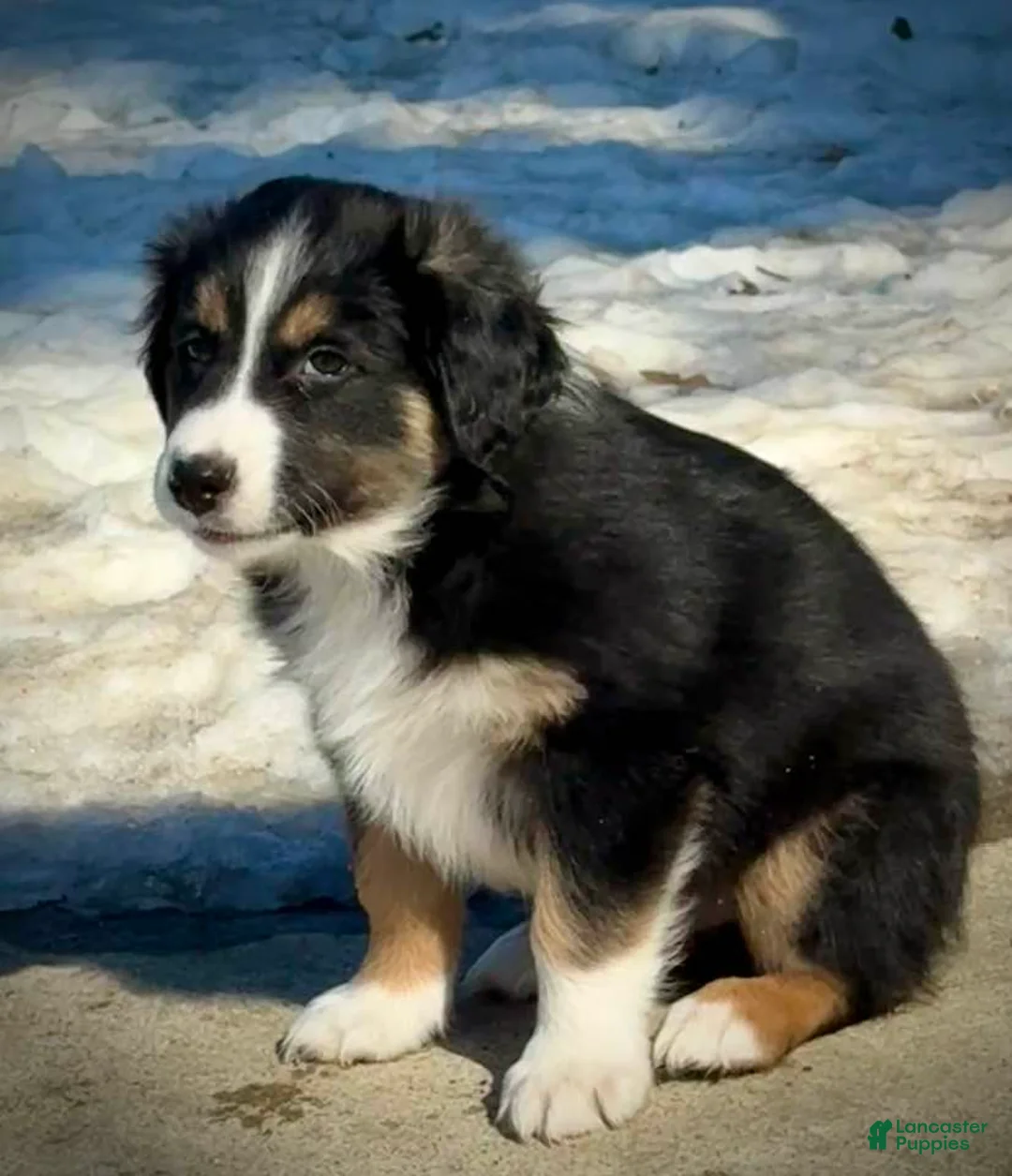 Australian Shepherd dogs for sale: Chill - Ad 1