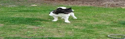 Akita dogs for sale: Aries  - Ad 9