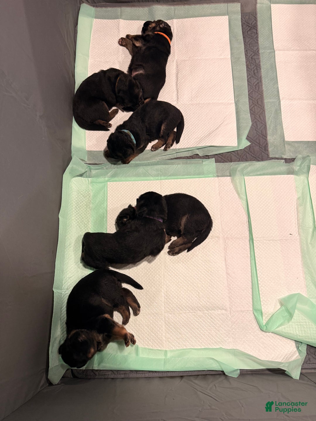 German Shepherd dogs for sale: German Shepherd Puppy 1 - Ad 3