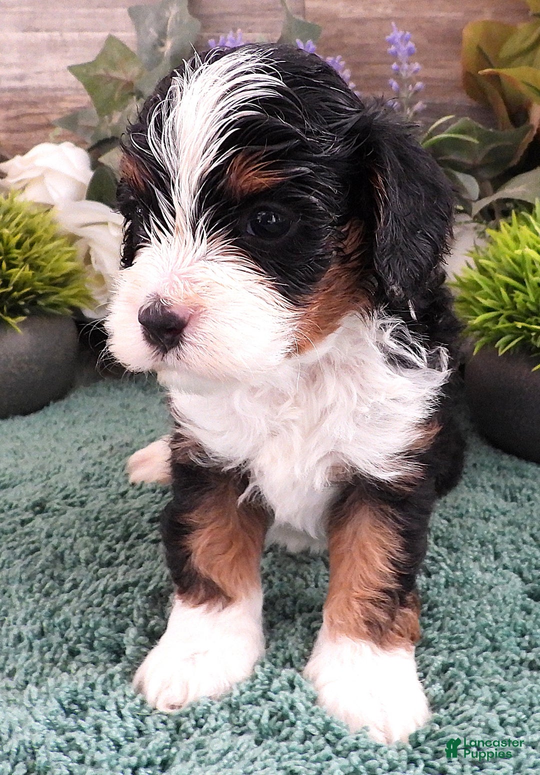 Cavapoo dogs for sale: Cavapoo Black/Tri Male #5 (Autumn's) - Ad 9