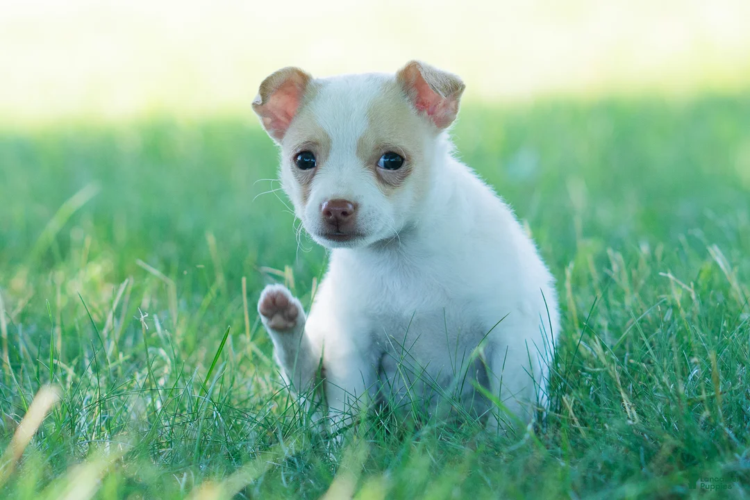 Chihuahua dogs for sale: Sushi AKC - Ad 2