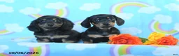 Miniature Dachshund dogs for sale: Jack  - Ad 3