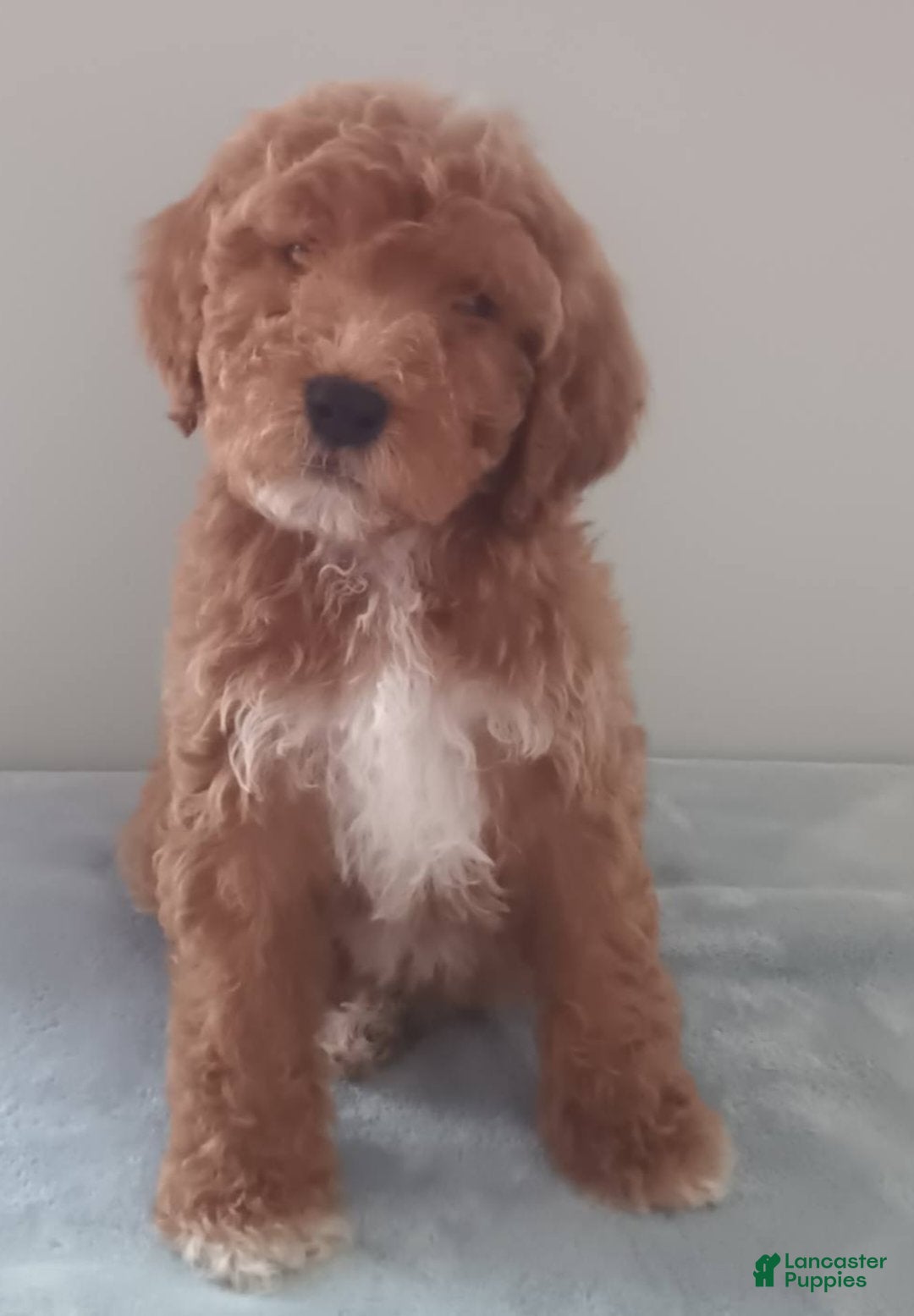 Goldendoodle dogs Teddy Bear - Ad 28