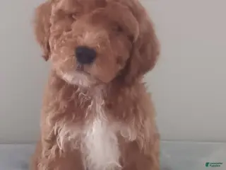 Goldendoodle dogs Teddy Bear - Ad 7