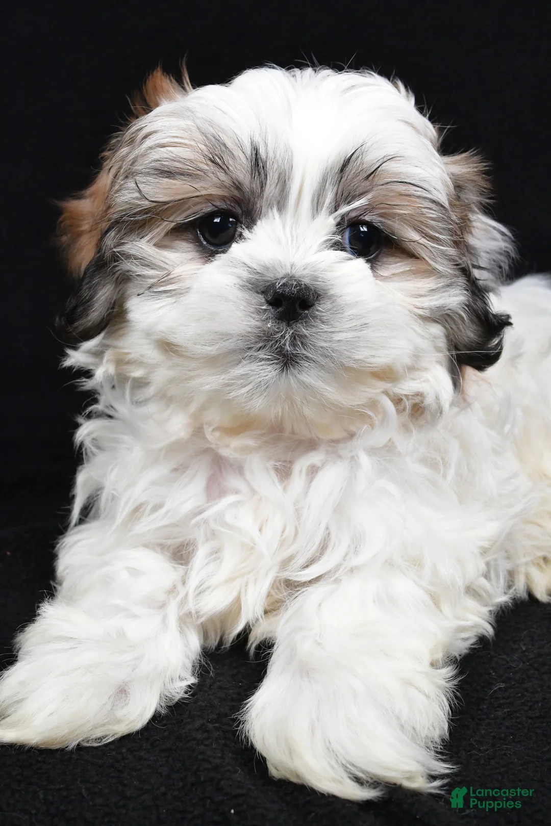 Teddy Bear dogs for sale: Eddy - Ad 5