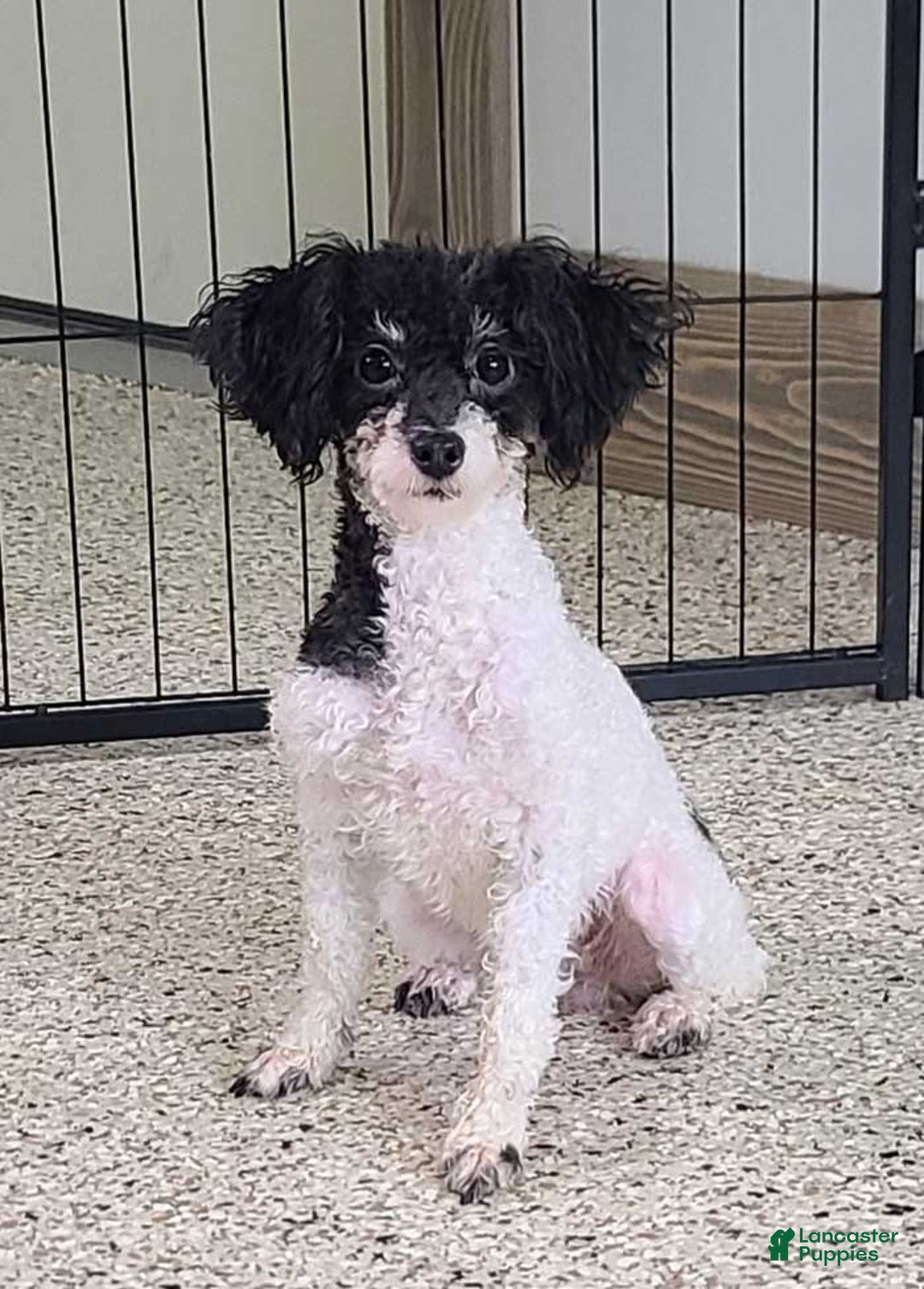 Miniature Poodle dogs for sale: Comet - Ad 5