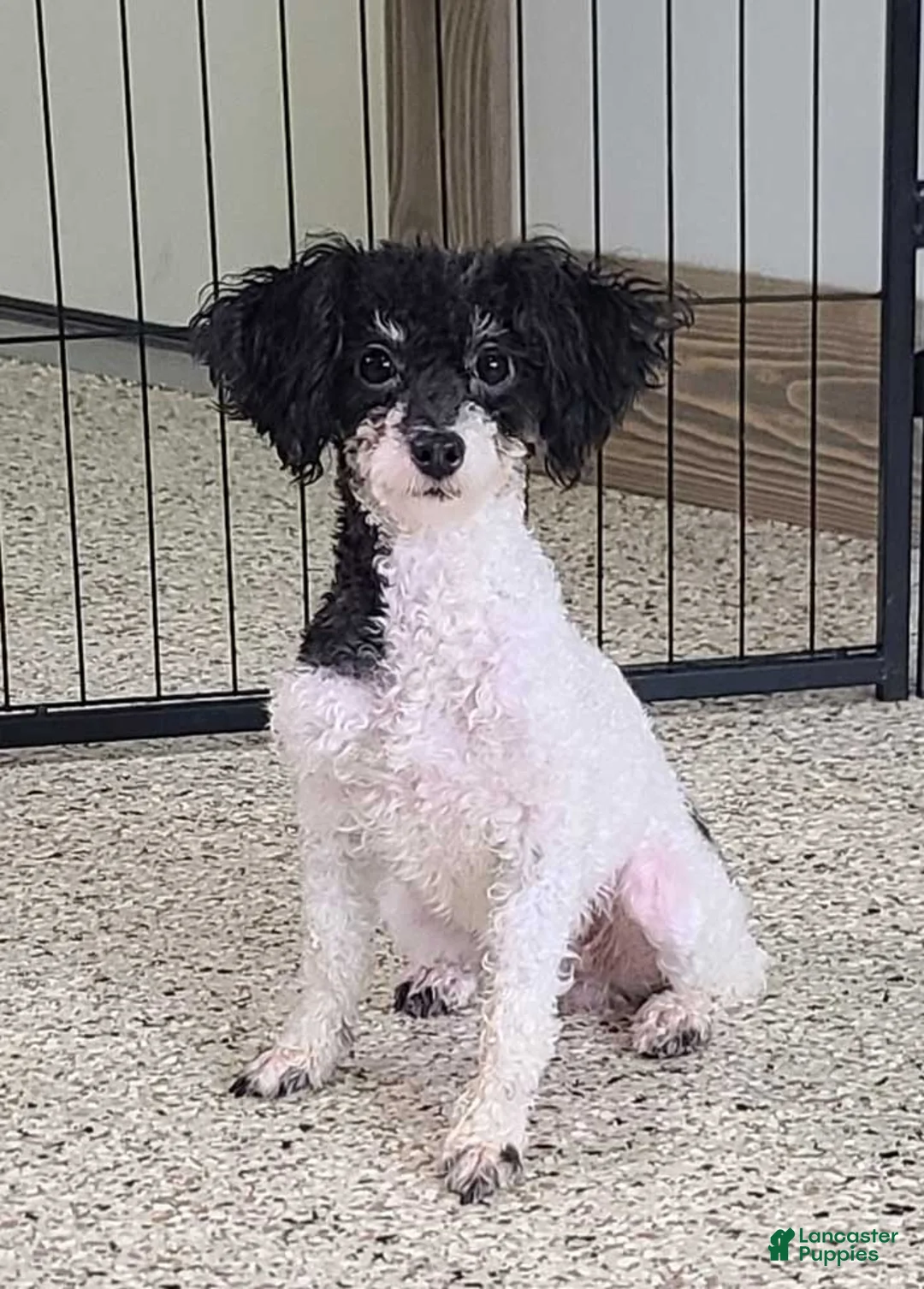 Miniature Poodle dogs for sale: Crosby - Ad 5