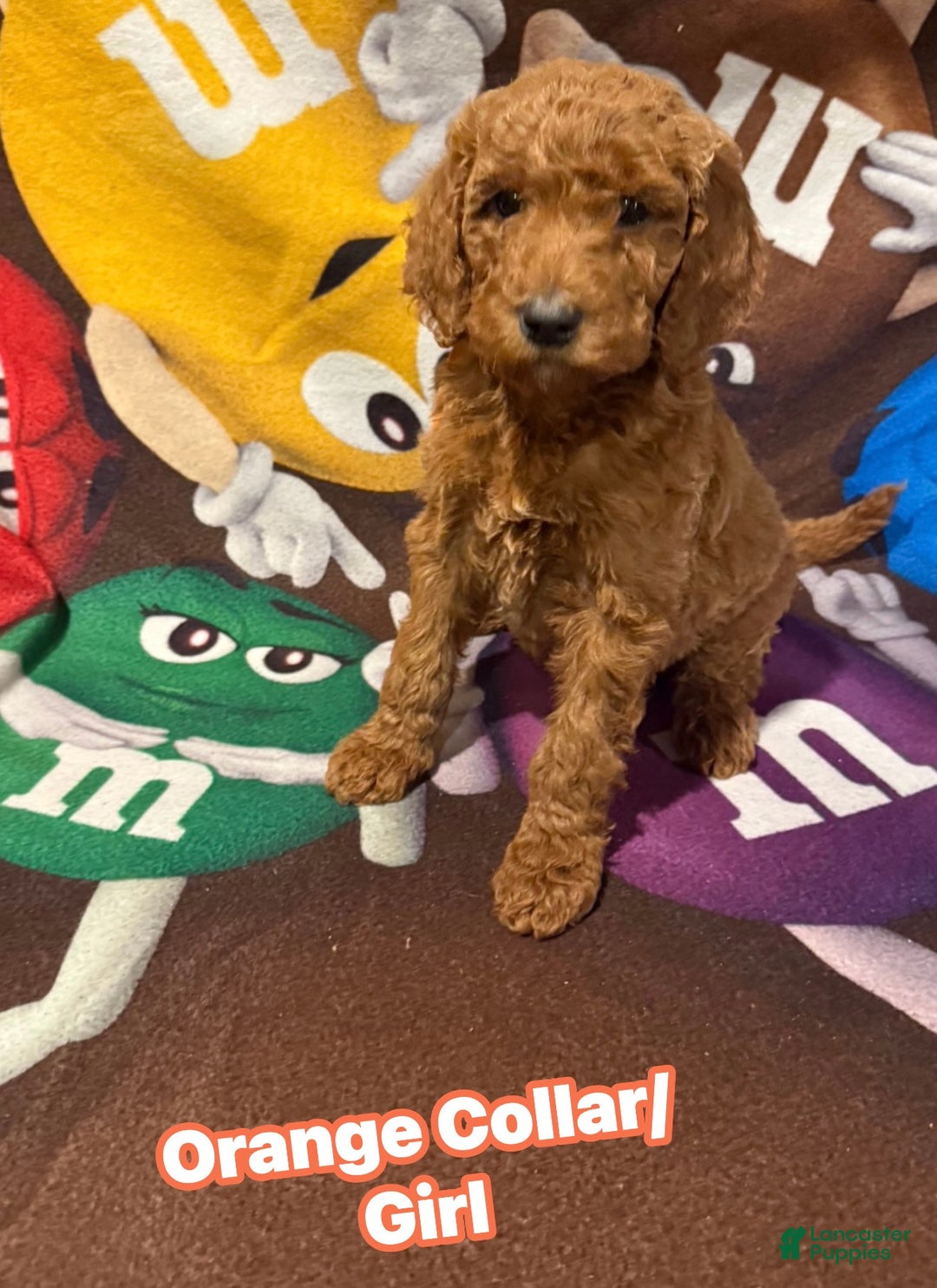 Goldendoodle dogs for sale: Goldendoodle Puppy 3 - Ad 1