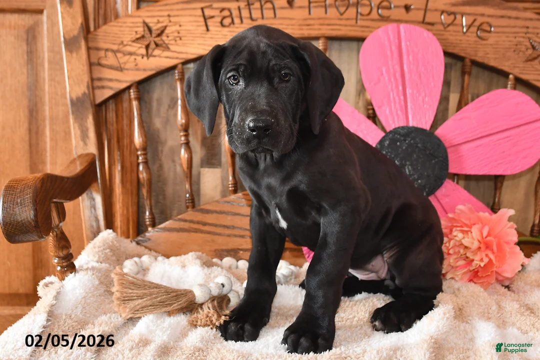 Great Dane dogs for sale: Gloria - Ad 3