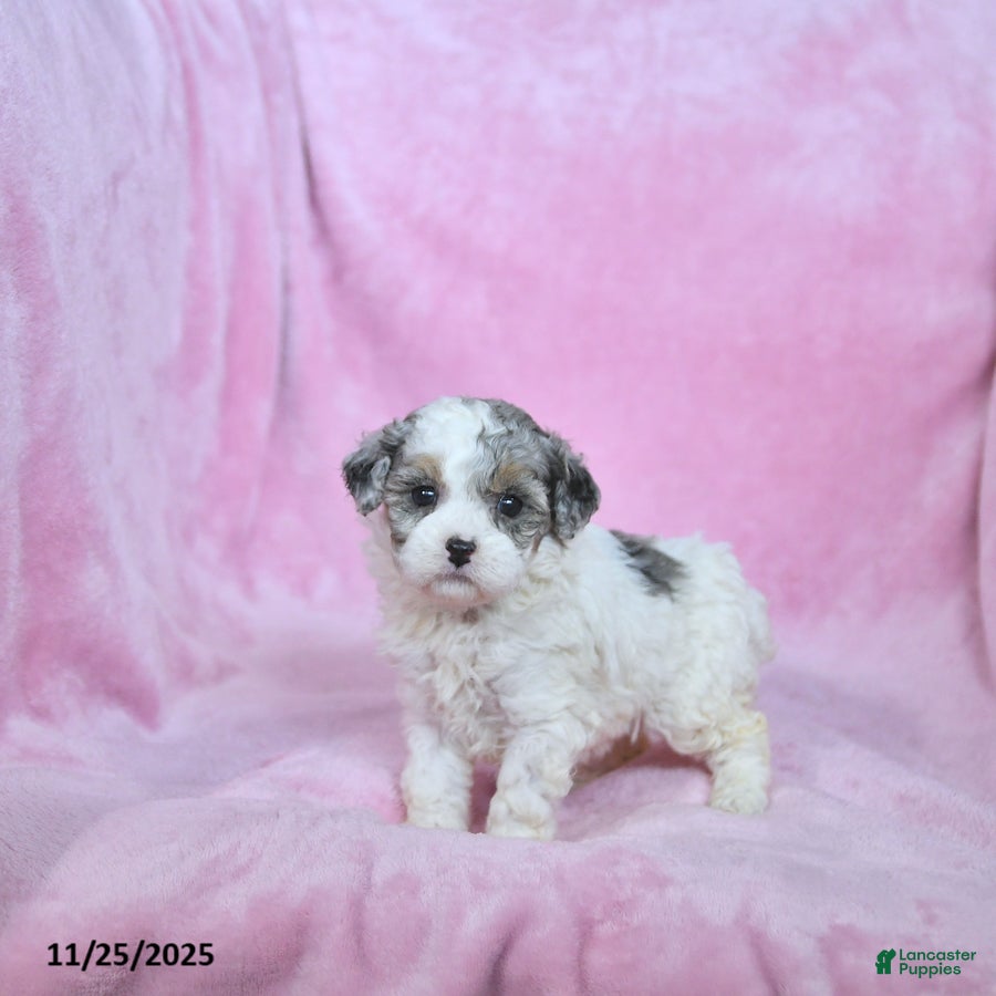 Toy Poodle dogs Kendra - Ad 33