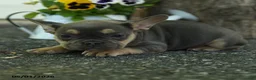 French Bulldog dogs for sale: Smokey - Ad 2
