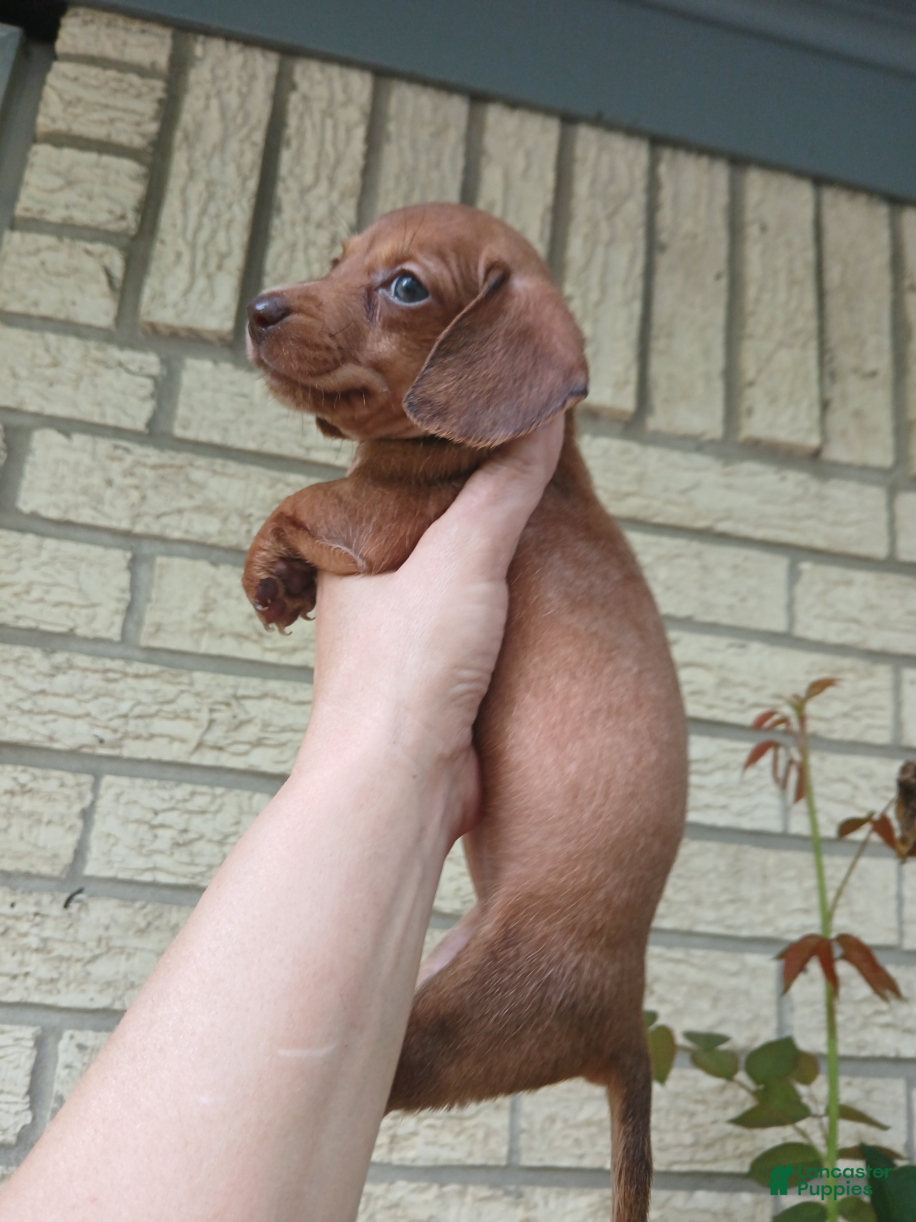 Miniature Dachshund dogs Sugar pies red girl. Hand delivery  - Ad 32