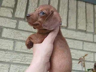 Miniature Dachshund dogs Sugar pies red girl. Hand delivery - Ad 32
