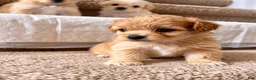 Maltipoo dogs for sale: Meet Coco — Adorable Maltipoo Puppy - Ad 8