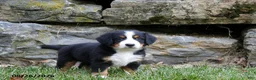 Bernese Mountain Dog dogs for sale: Clover - Ad 1