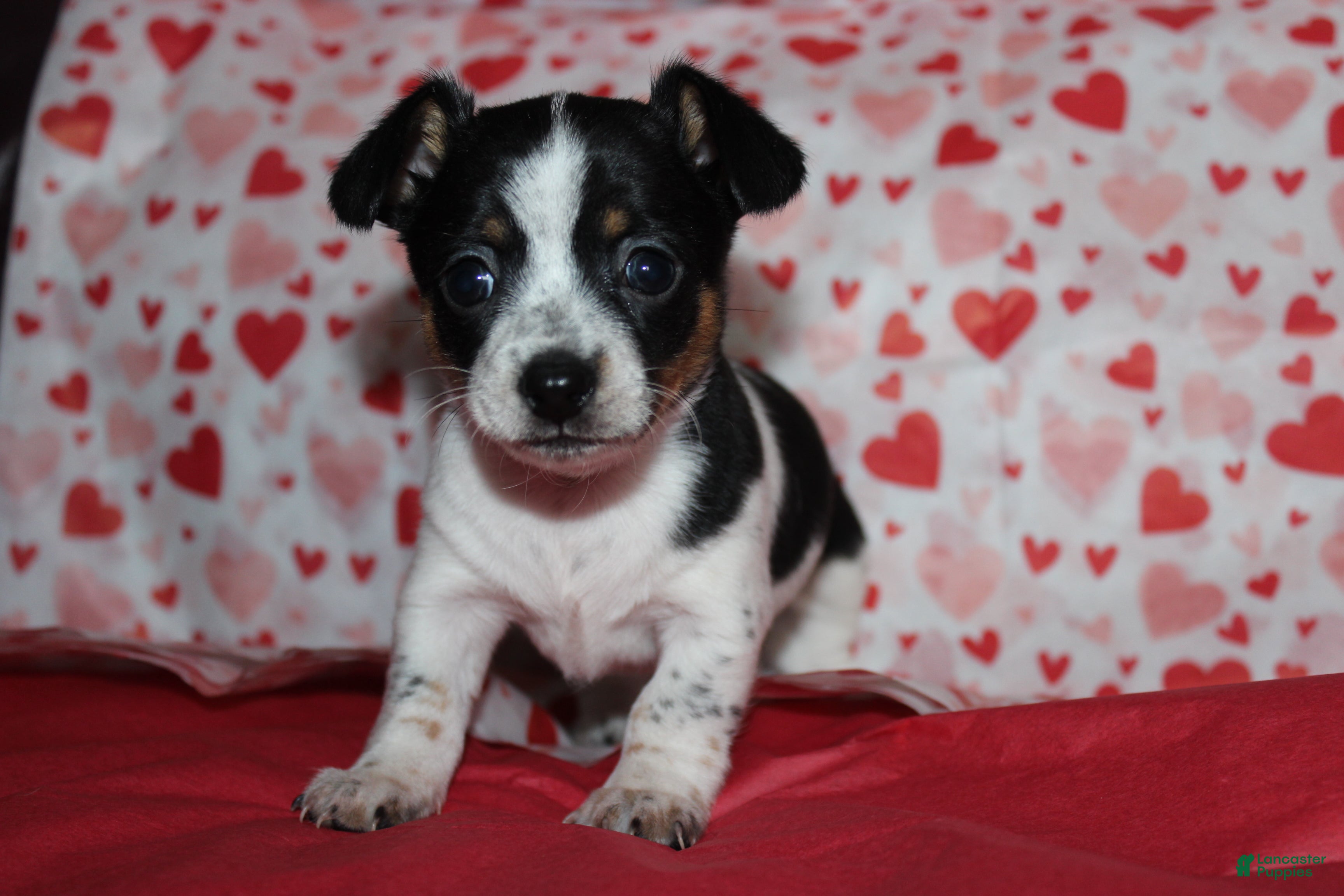 Chiweenie dogs Lola - Ad 1