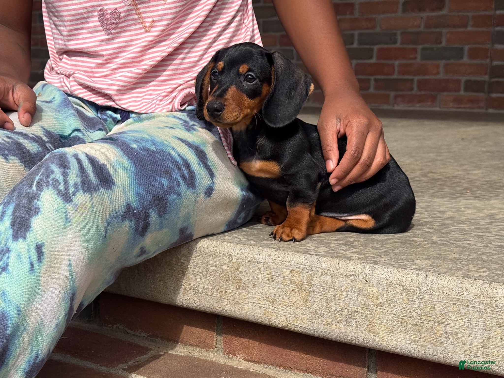 Miniature Dachshund dogs Tucker - Ad 2