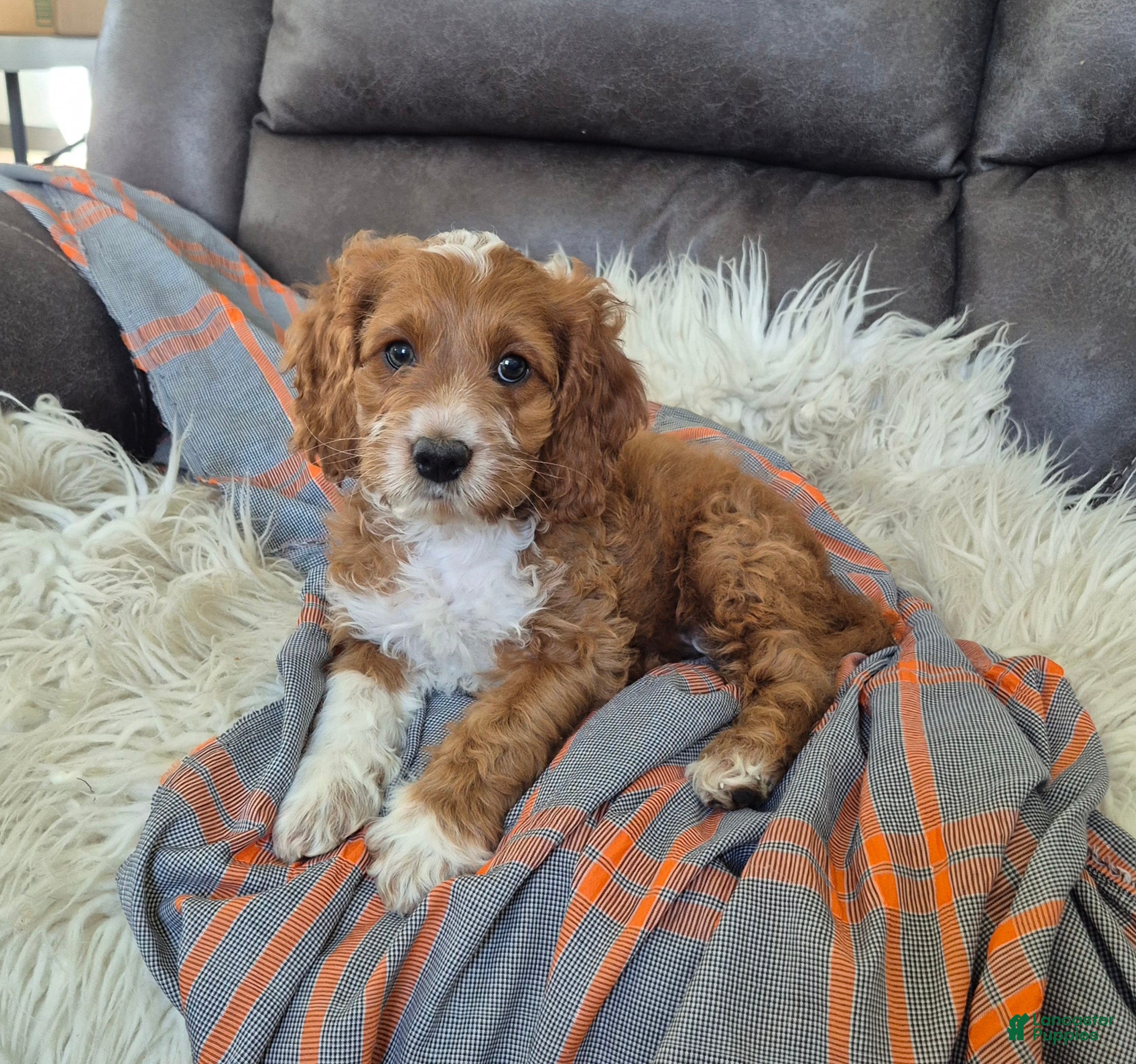 Cockapoo dogs Fred - Ad 1