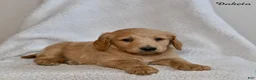 Goldendoodle dogs for sale: Dakota - Ad 1