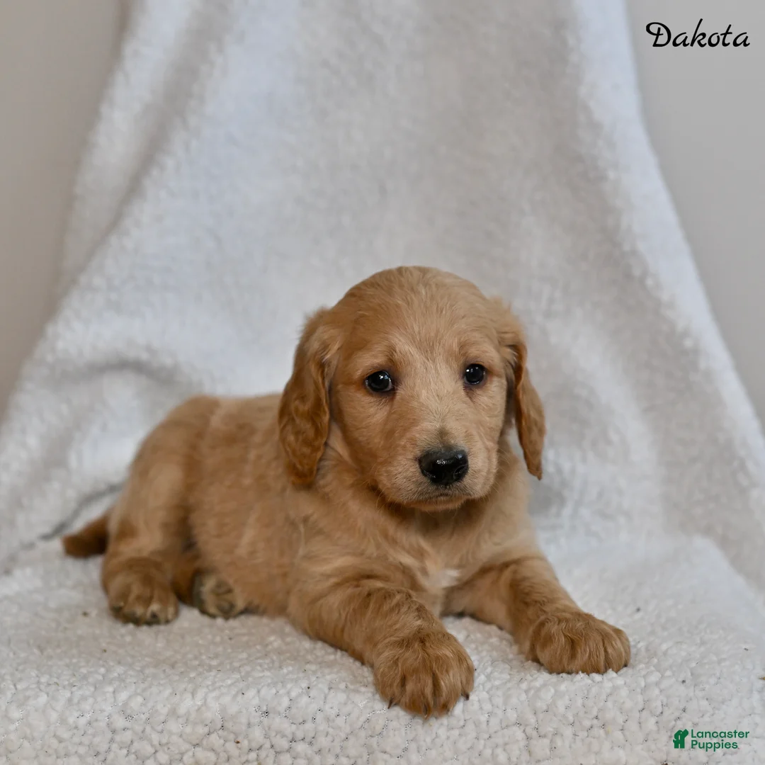 Goldendoodle dogs for sale: Dakota - Ad 1