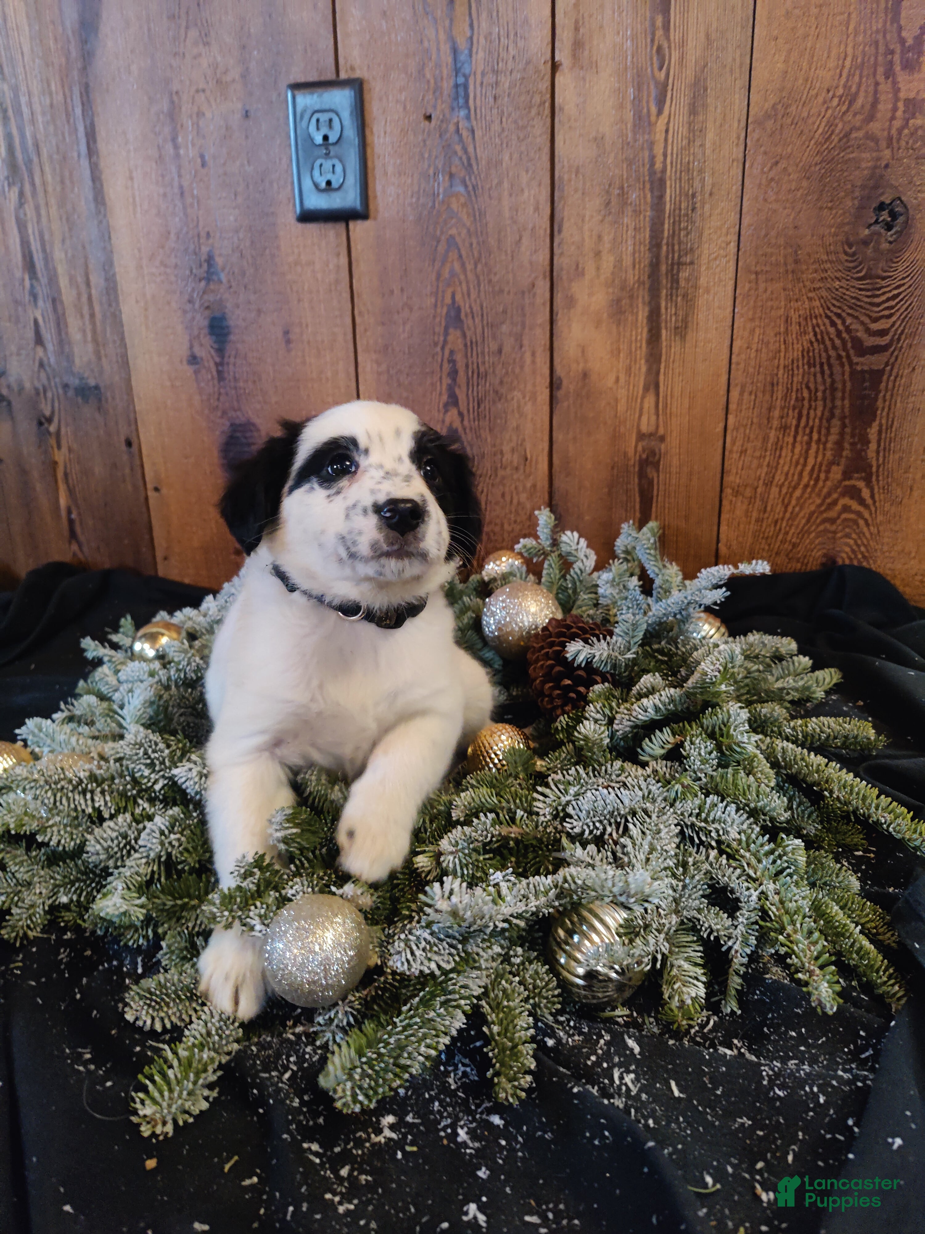 Mixed Breed dogs Florence  - Ad 5