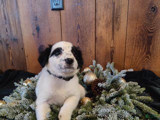 Mixed Breed dogs Florence - Ad 6