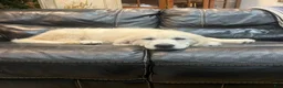 Golden Retriever dogs for sale: Molly - Ad 2