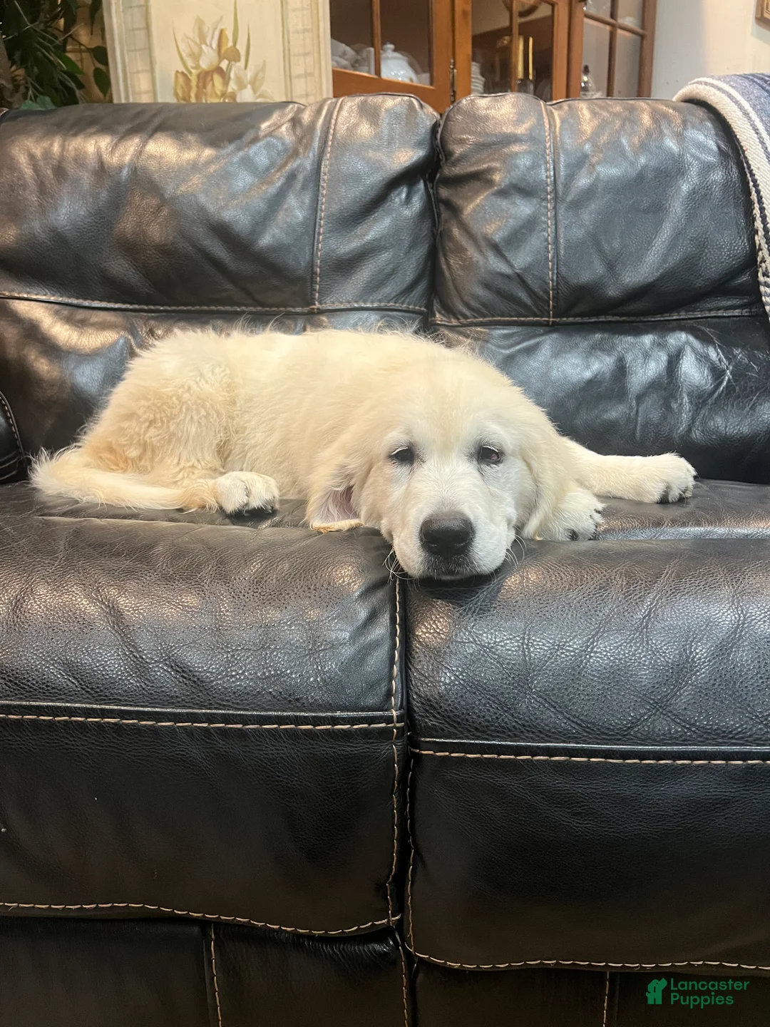 Golden Retriever dogs for sale: Molly - Ad 2