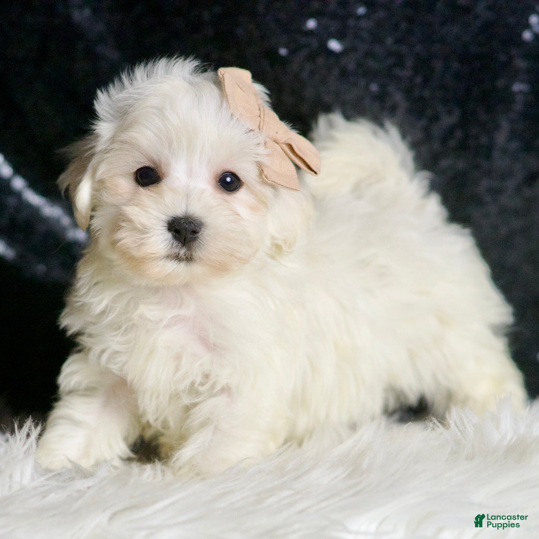 Maltipoo dogs for sale: Cloudpuff - Ad 4