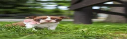 Boston Terrier dogs for sale: Fern - Ad 1
