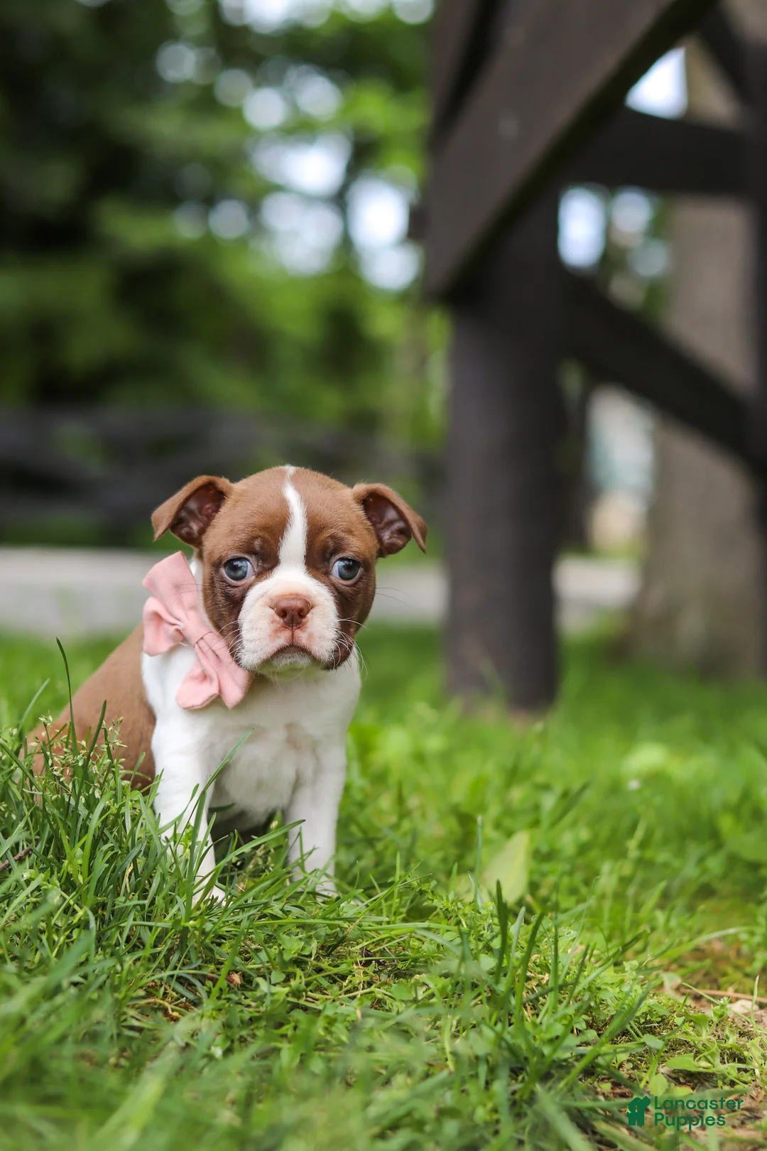 Boston Terrier dogs for sale: Fern - Ad 1