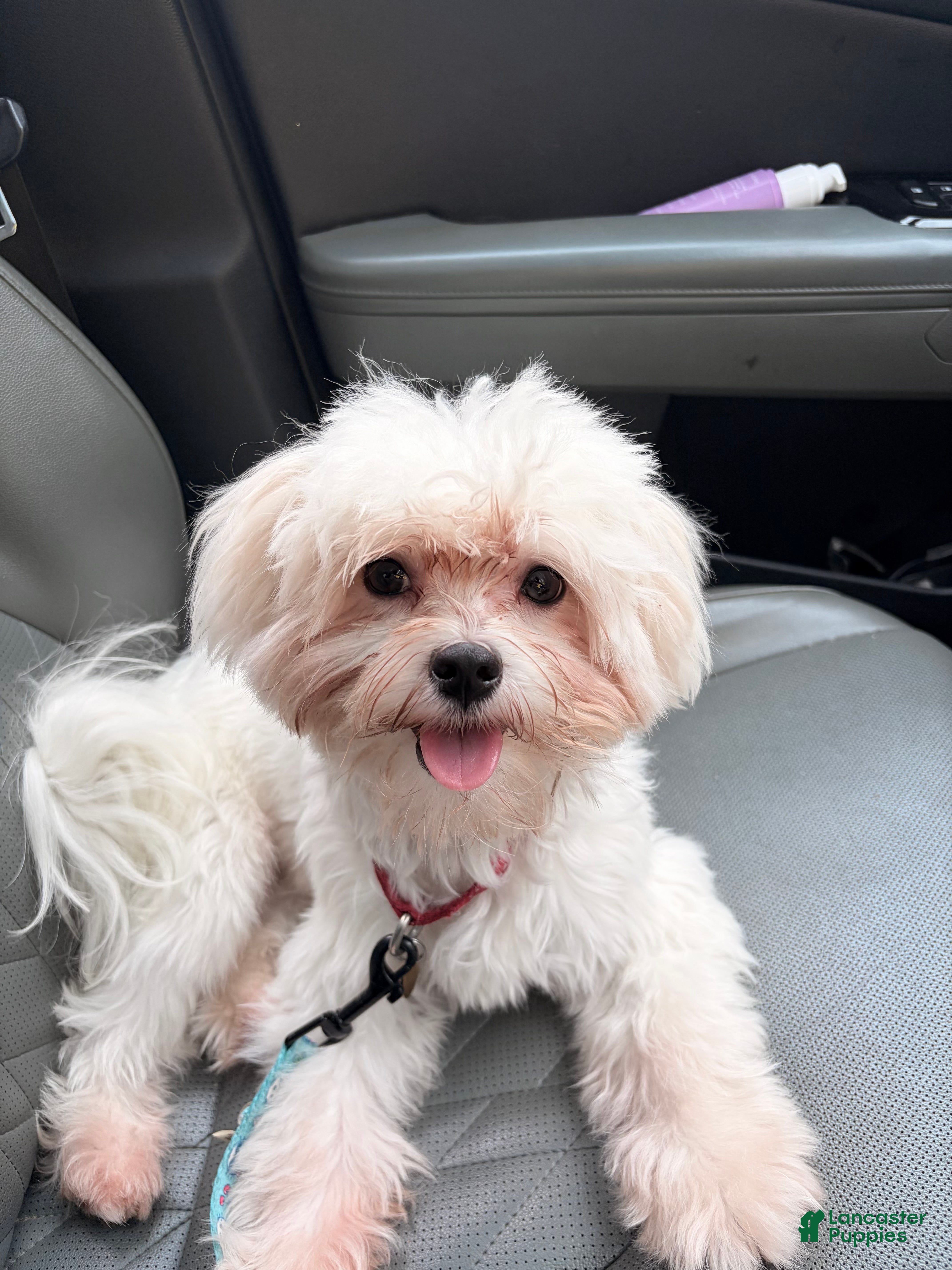 Maltese dogs Milo - Ad 2