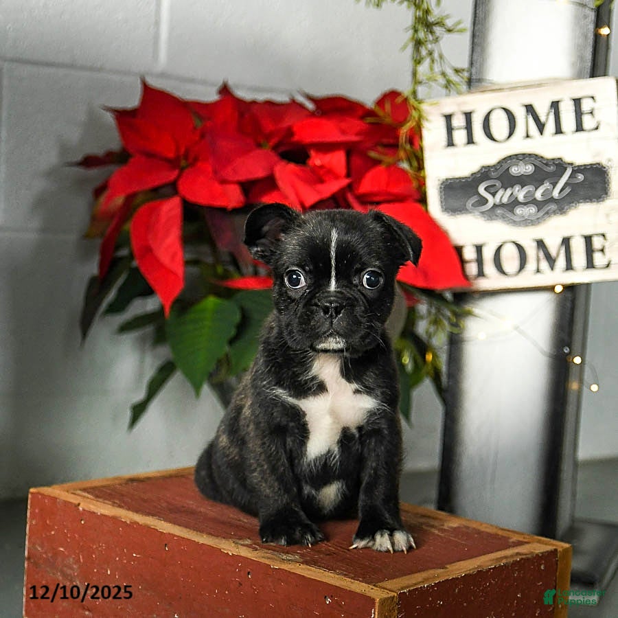 Frenchton dogs Dash - Ad 41